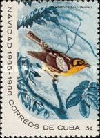 Blackburnian Warbler (Dendroica fusca)