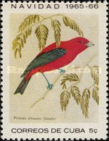 Scarlet Tanager (Piranga olivacea)