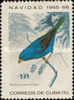 Indigo Bunting (Passerina cyanea)