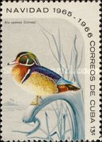 Wood Duck (Aix sponsa)