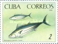 Angler, Skipjack (Katsuwonus pelamis)