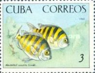 Sergeant Major (Abudefduf saxatilis)