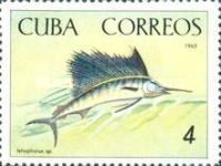 Atlantic Sailfish (Istiophorus albicans)