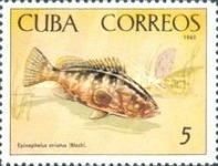 Nassau Grouper (Epinephelus striatus)