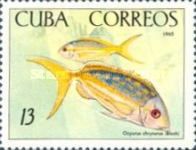 Yellowtail Snapper (Ocyurus chrysurus)