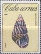 Tree Snail (Liguus flammellus)