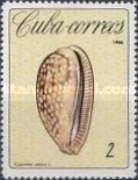 Measled Cowry (Cypraea zebra)