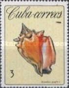 West Indian Fighting Conch (Strombus pugilis)