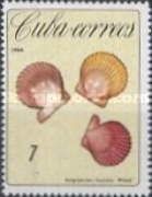 Rough Scallop (Aequipecten muscosus)