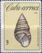 Local Tree Snail (Liguus fasciatus crenatus)
