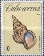 Atlantic Triton (Charonia variegata)