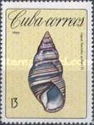 Local Tree Snail (Liguus fasciatus archeri)
