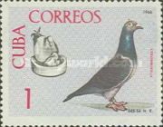 Domestic Pigeon (Columba livia forma domestica), Nesting Dis