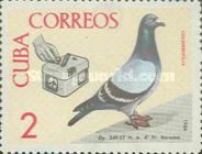 Domestic Pigeon (Columba livia forma domestica), Timer