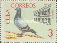 Domestic Pigeon (Columba livia forma domestica)
