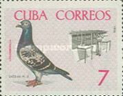 Domestic Pigeon (Columba livia forma domestica), Supplied Pi