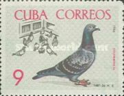 Domestic Pigeon (Columba livia forma domestica), Pigeons in