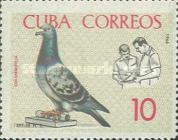 Domestic Pigeon (Columba livia forma domestica), Pigeon fFan