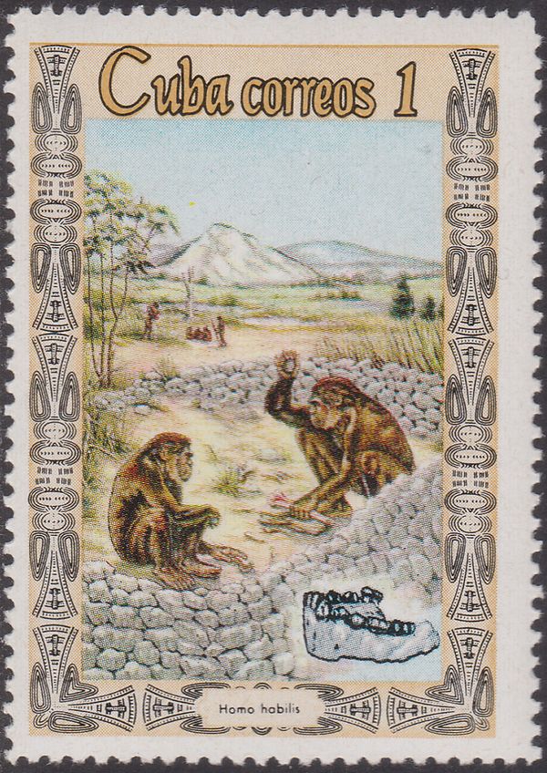 Homo habilis