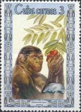 Pithecanthropus erectus