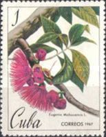 Eugenia malaccencis