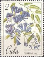Jacaranda filicifolia