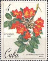 Spathodea campanulata