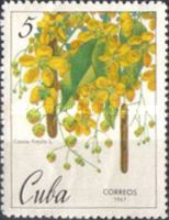 Cassia fistula