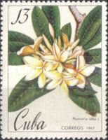 Plumeria alba