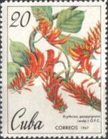 Erythrina poeppigiana