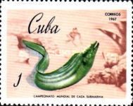 Green Moray (Gymnothorax funebris)