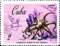 Octopus (Octopus sp.)