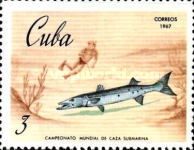 Great Barracuda (Sphyraena barracuda)