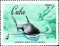 Blue Shark (Prionace glauca)