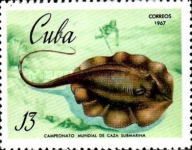 Chupare Stingray (Himantura schardae)