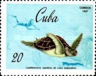 Hawksbill Turtle (Eretmochelys imbricata)