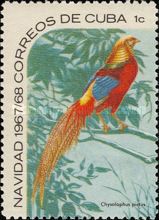 Golden Pheasant (Chrysolophus pictus)