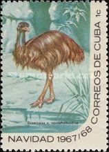 Emu (Dromiceius novaehollandiae)