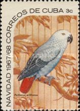 African Grey Parrot (Psittacus erithacus)