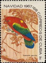 Chattering Lori (Domicella garrula)