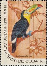 Keel-billed Toucan (Ramphastos sulfuratus)