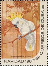 Sulphur-crested Cockatoo (Kakatoe galerita galerita)