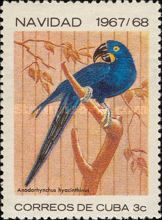 Hyazinth Macaw (Anodorhynchus hyacinthinus)