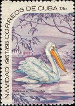 American White Pelican (Pelecanus erythrorhynchus)
