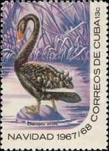 Black Swan (Cygnus atratus)