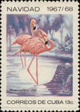 Caribbean Flamingo (Phoenicopterus ruber)