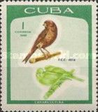 Domestic Canary (Serinus canaria forma domestica)