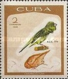 Domestic Canary (Serinus canaria forma domestica)