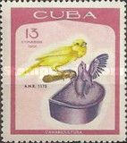 Domestic Canary (Serinus canaria forma domestica)