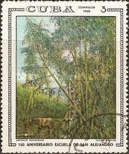 Wild sugar cane, A. Rodriguez